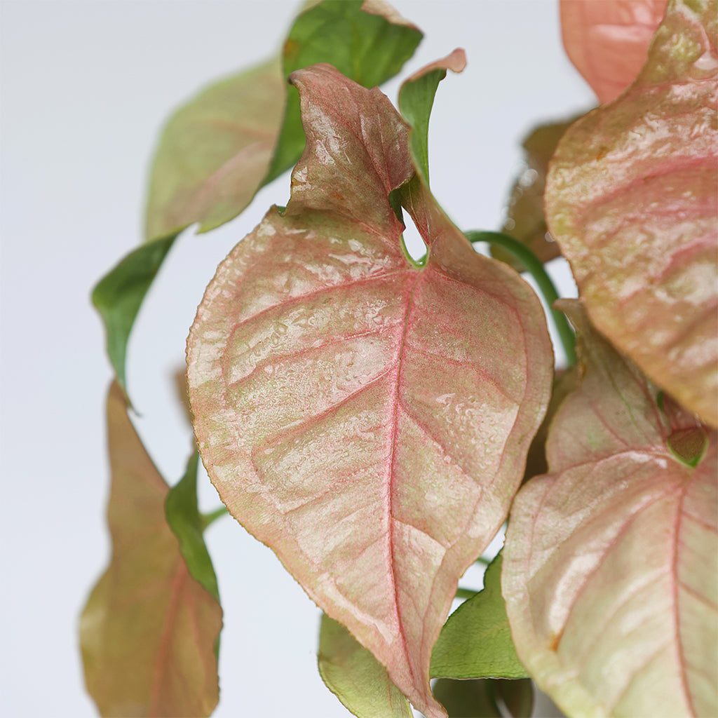 Syngonium pink
