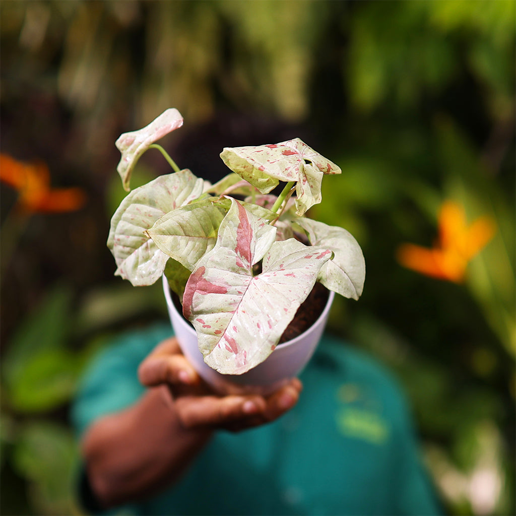 Syngonium milk confetti