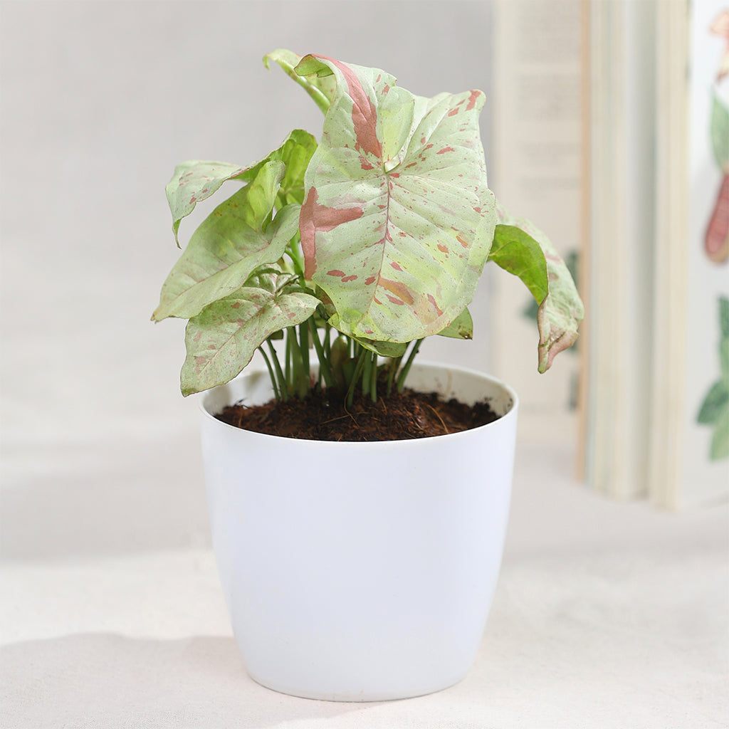Syngonium milk confetti