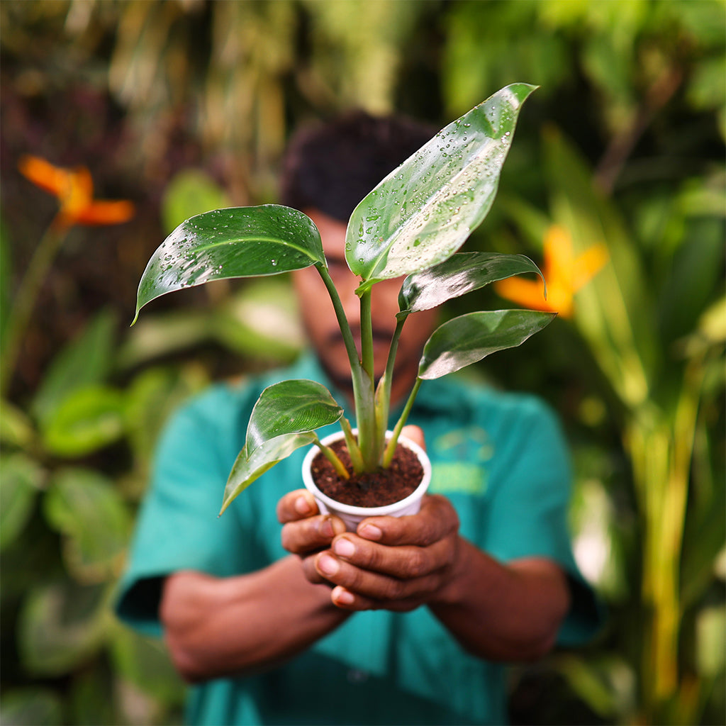 Strelitzia Nicolai