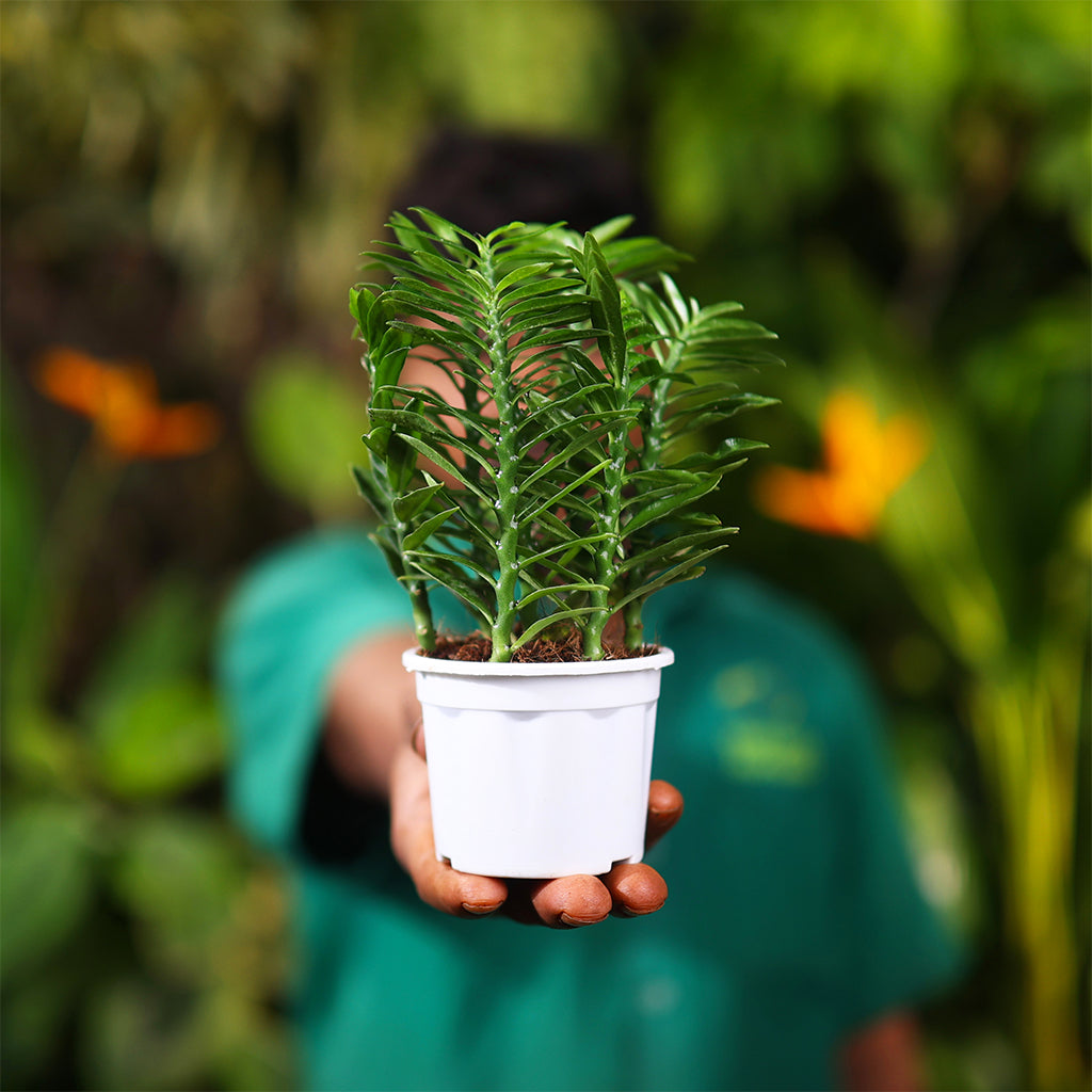 Pedilanthus Green