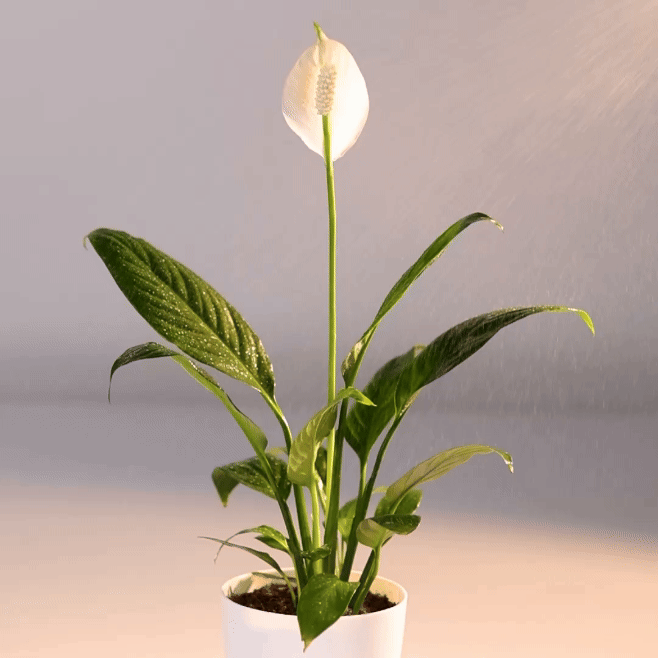 Peace Lily