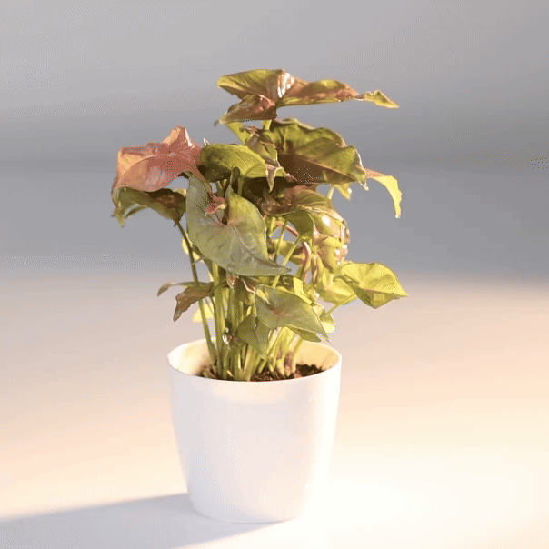 Syngonium pink